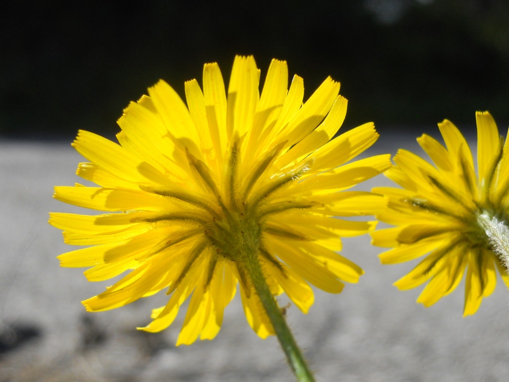 Crepis sancta